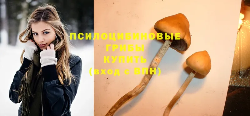 купить наркотики цена  Торжок  Галлюциногенные грибы Psilocybine cubensis 